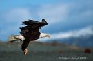 Bald Eagle Landing 2