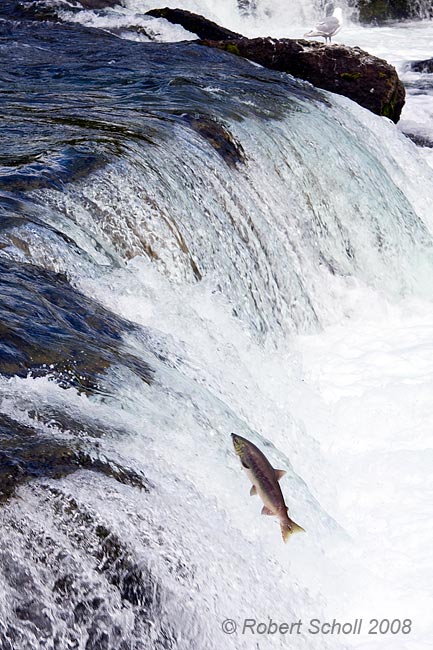 Salmon Jumping Brooks Falls 2