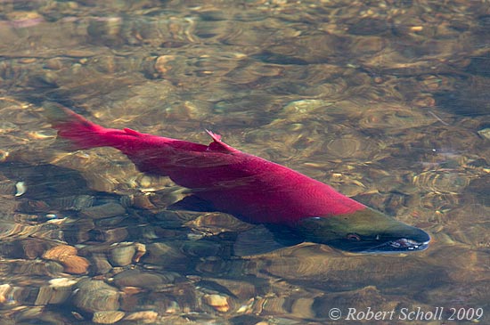 Sockeye Salmon (Oncorhynchus nerka)