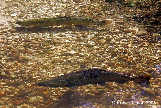 Chinook Salmon on Redd