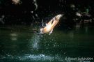 Jumping King Salmon