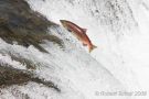 Salmon Jumping Brooks Falls