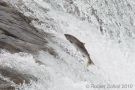 Sockeye Salmon Jumping Brooks Falls