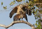 Mating Red-shouldered Hawks