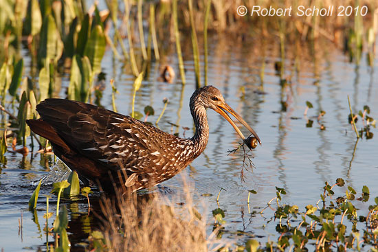 Limpkin with Snail