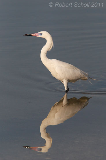 White Morph Reddish Egret Reflection
