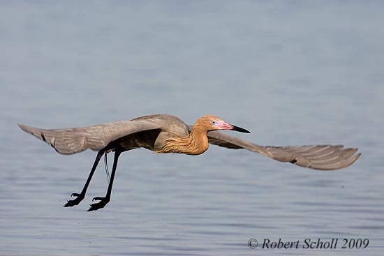 Reddish Egret Landing