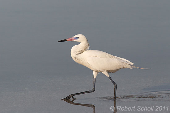White Morph Reddish Egret