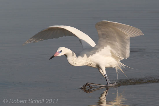 Reddish Egret White Morph Fishing