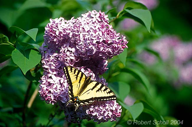 Tiger Swallowtail Butterfly on Lilac