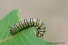 Monarch Butterfly Caterpillar on Milkweed
