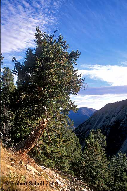 Beartooth Highway Pine Tree