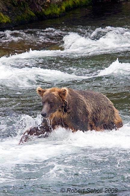 Alaskan Brown Bear Reaching for Salmon