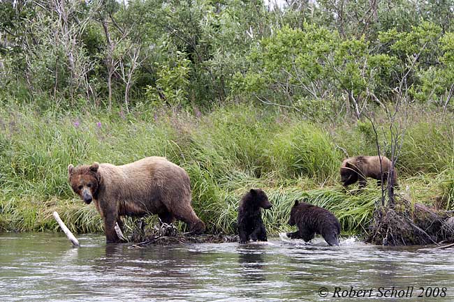 Grizzly Bear and Cubs
