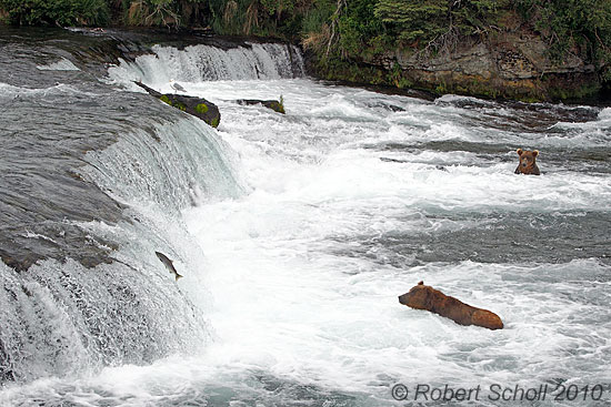 Brooks River Falls Bears and Salmon