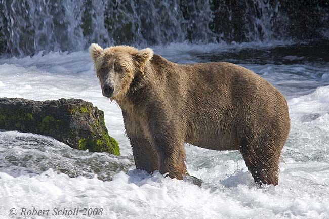 Alaskan Brown Bear