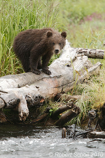 Alaskan Brown Bear Cub