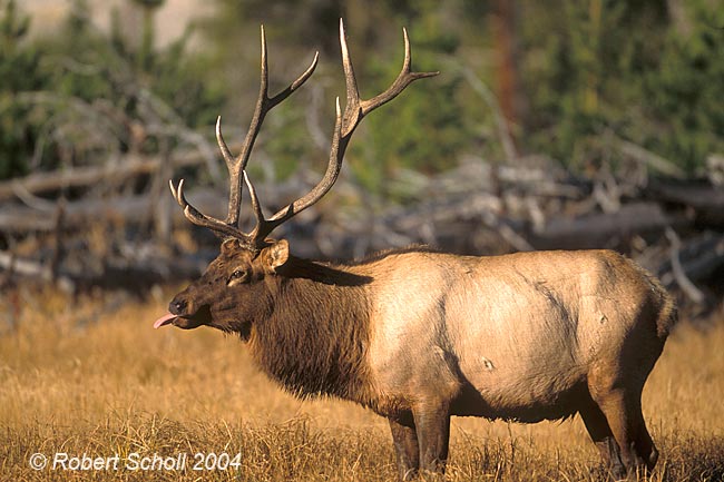 Bull Elk during Rut