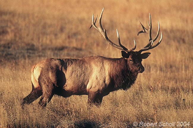 Imperial Bull Elk 2