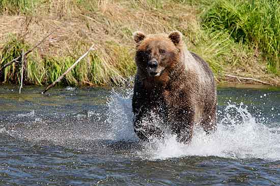 Alaskan Brown Bear Charging