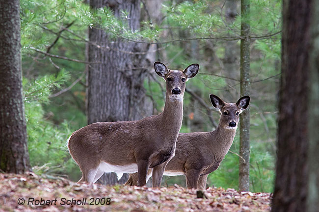 Whitetail Deer Pair