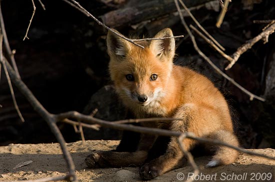 Red Fox Kit (Vulpes vulpes)