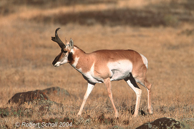 Pronghorn Antelope Buck 2