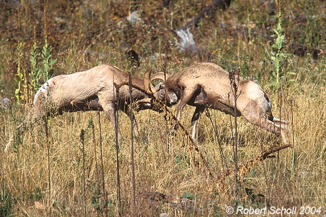 Bighorn Sheep Rams Fighting