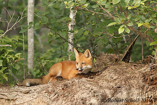 Fox Kit Laying in the Woods