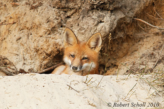 Fox Kit Peeking from Den