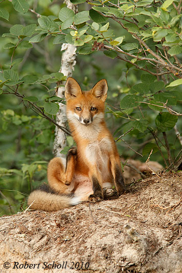 Red Fox Scratching