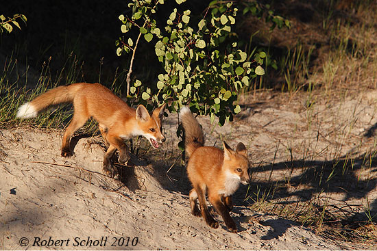 Red Fox Kits Running