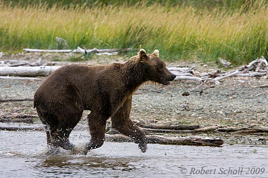 Grizzly Bear Running in Creek