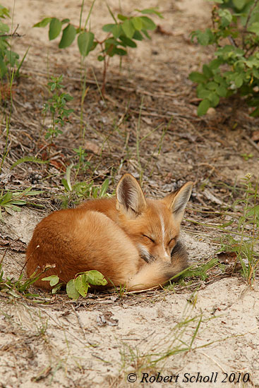 Sleeping Red Fox Kit