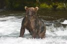 Alaskan Brown Bear Fishing