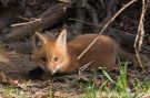 Baby Red Fox Kit