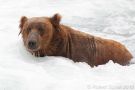 Katmai National Park Brown Bear
