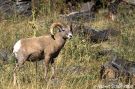 Bighorn Sheep Ram 2
