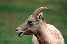 Bighorn Sheep Ewe