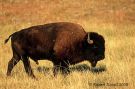 American Bison Bull