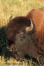 Buffalo Bison Portrait