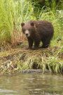 Brown Bear Cub on Riverbank