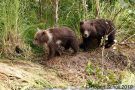 Brown Bear Cubs on Riverbank