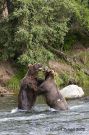 Alaskan Brown Bears Playing