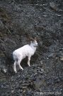Alaskan Dall Sheep Ram