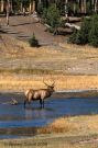 Yellowstone Elk in River