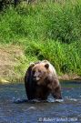Katmai Brown Bear Fishing