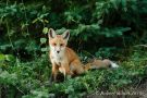 Red Fox Kit in the Woods