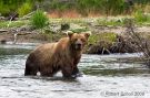 Grizzly Bear Fishing