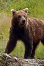 Grizzly Bear Sow 2